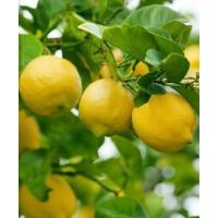 Organik Limon - 1Kg