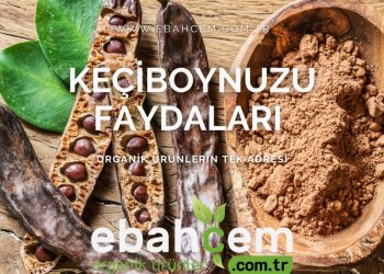 Keçiboynuzu Faydaları Nelerdir?