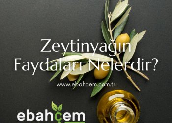 Zeytinyağın Faydaları Nelerdir?